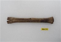 藏品(鹿肢骨)的圖片